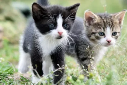 cropped-artellliii72-cats-8105667_1920.webp